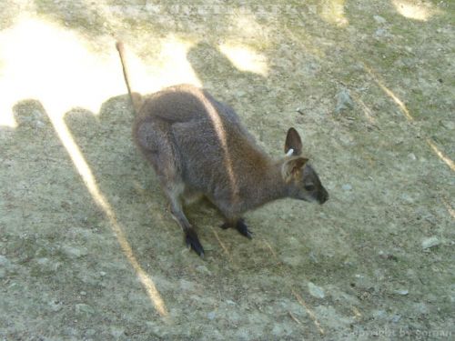 Klicken für Bild in voller Größe