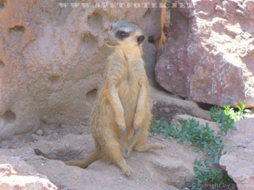 Klikněte pro zobrazení původního obrázku