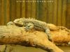 Leguan_Kubasnky_02.jpg