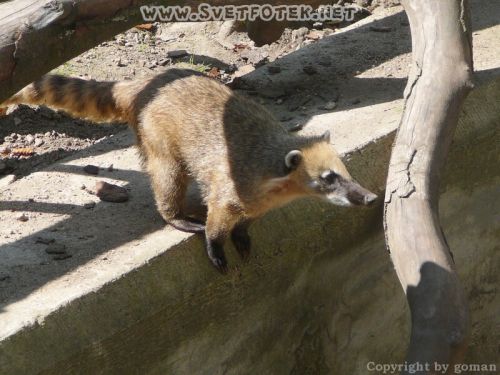 Klikněte pro zobrazení původního obrázku