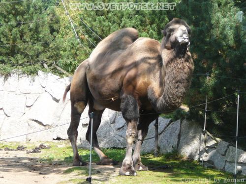 Klikněte pro zobrazení původního obrázku