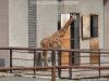 81_Zirafa_Rotschildova.JPG